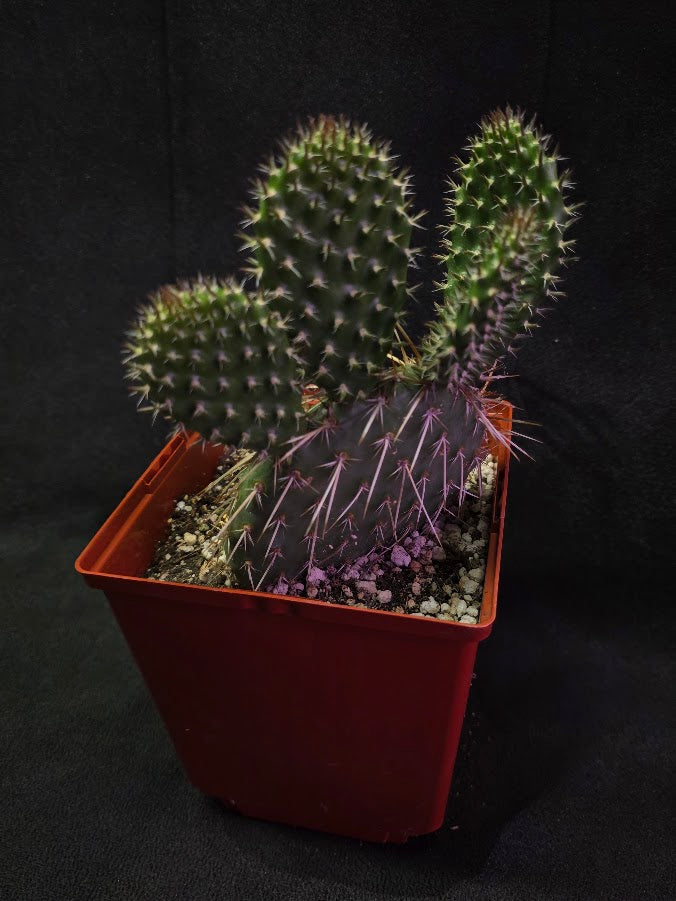 Pawnee's Green Rose Cactus #01