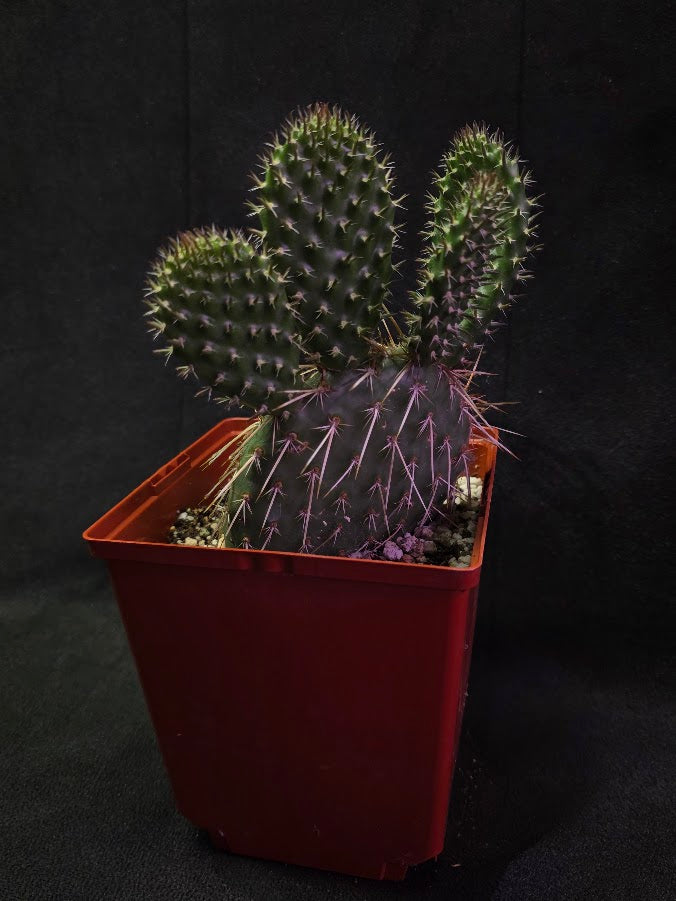 Pawnee's Green Rose Cactus #01