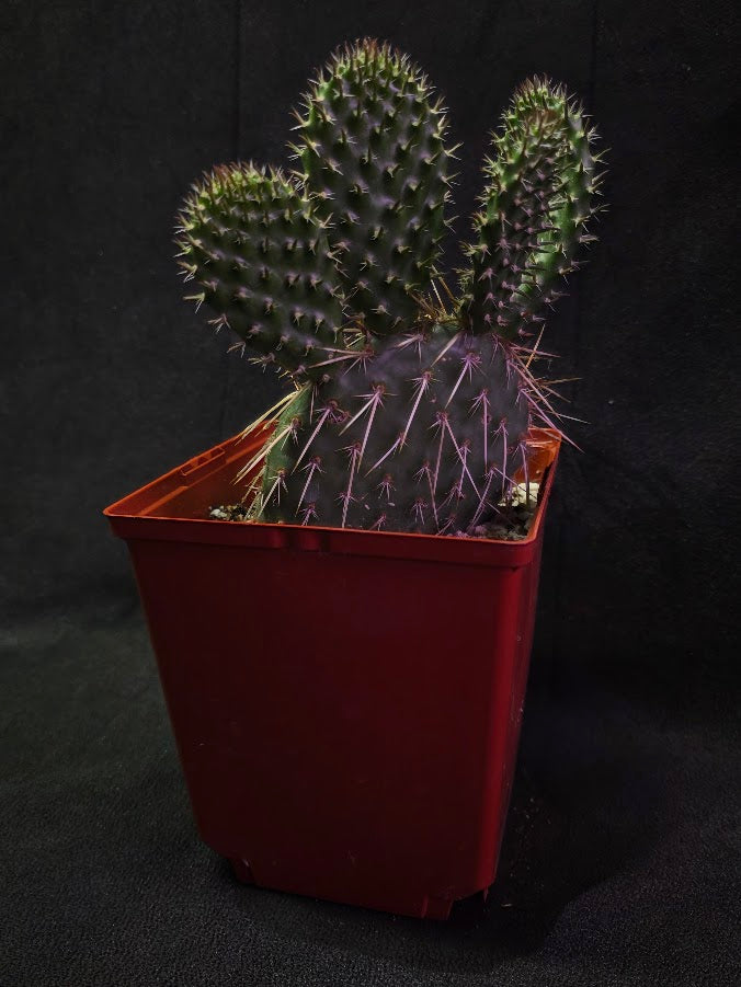 Pawnee's Green Rose Cactus #01