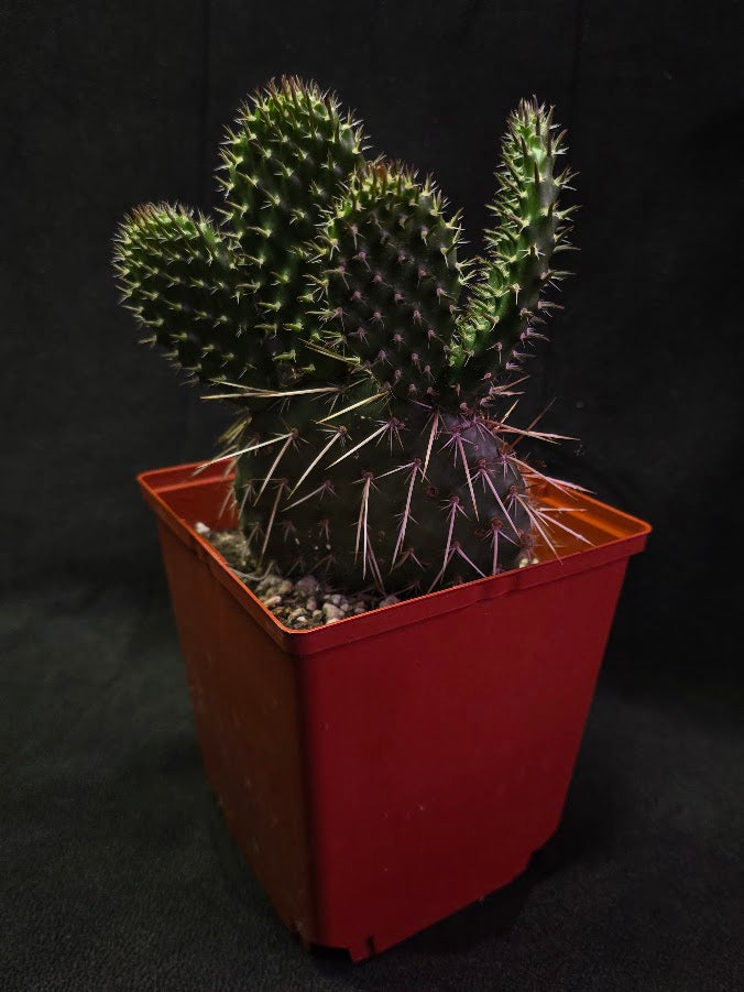 Pawnee's Green Rose Cactus #01