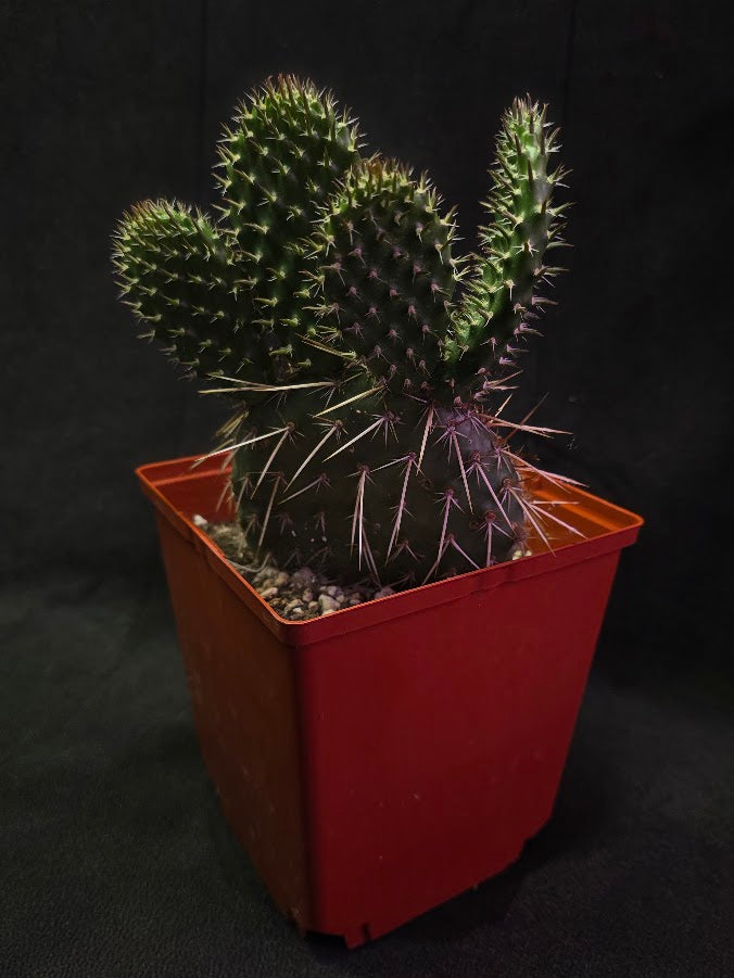 Pawnee's Green Rose Cactus #01