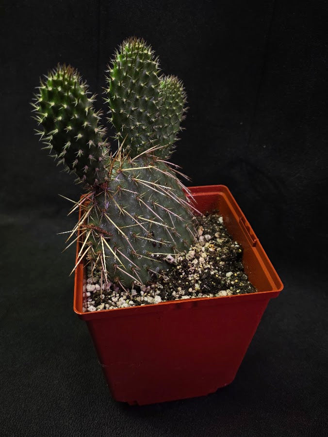 Pawnee's Green Rose Cactus #01