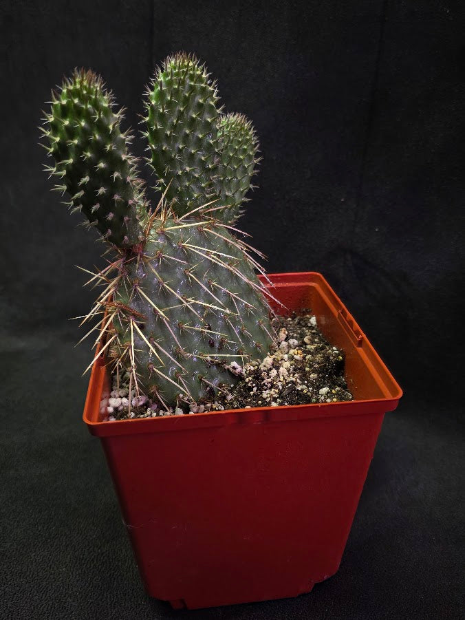 Pawnee's Green Rose Cactus #01