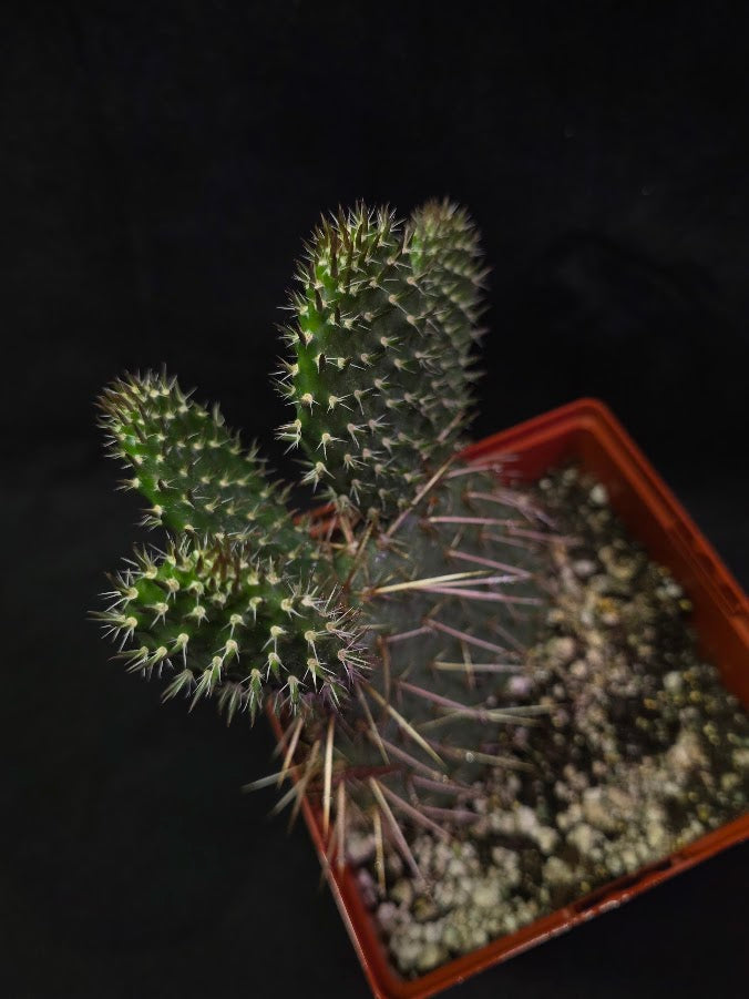 Pawnee's Green Rose Cactus #01