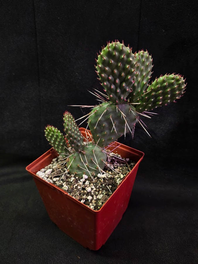 Opuntia Peach Chiffon Prickly Pear Cactus #01