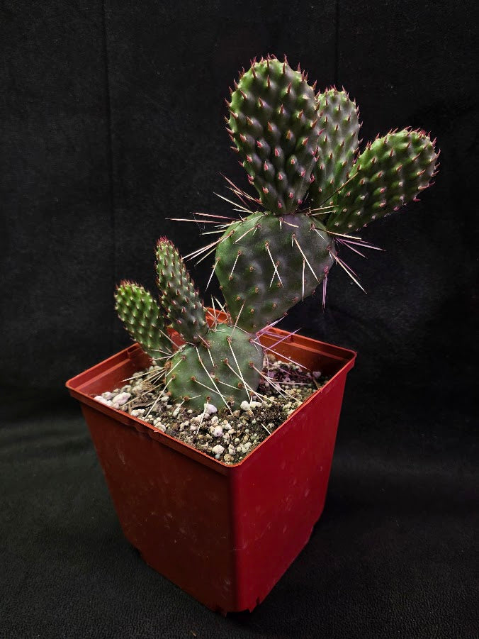 Opuntia Peach Chiffon Prickly Pear Cactus #01