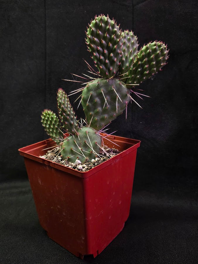 Opuntia Peach Chiffon Prickly Pear Cactus #01