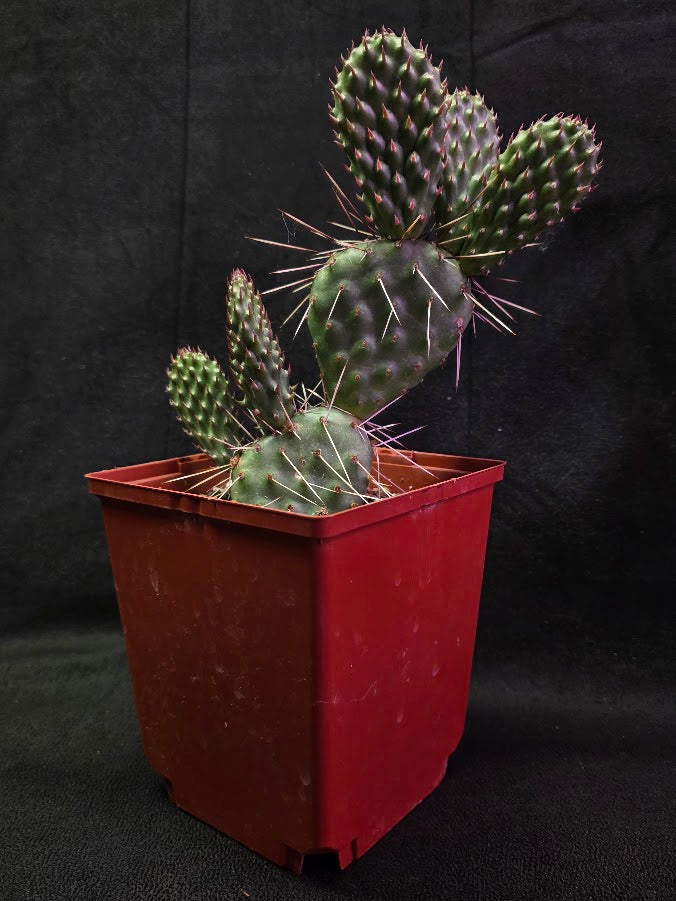 Opuntia Peach Chiffon Prickly Pear Cactus #01