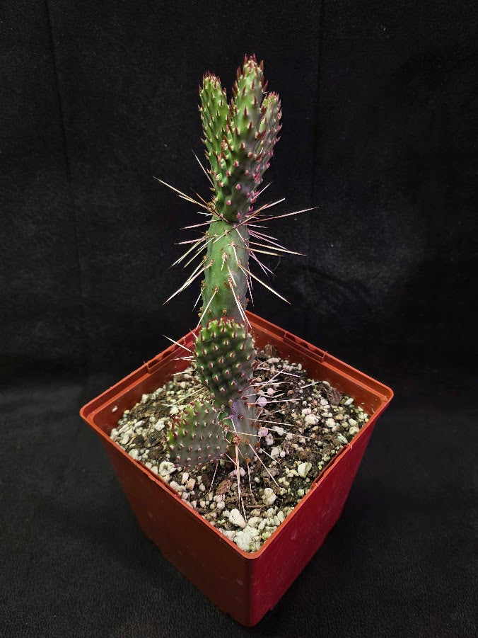 Opuntia Peach Chiffon Prickly Pear Cactus #01