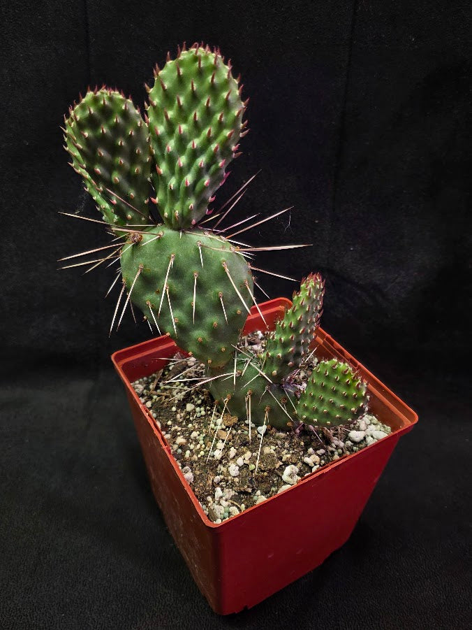Opuntia Peach Chiffon Prickly Pear Cactus #01