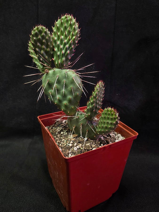Opuntia Peach Chiffon Prickly Pear Cactus #01