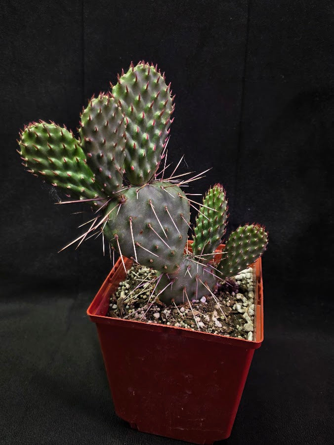 Opuntia Peach Chiffon Prickly Pear Cactus #01