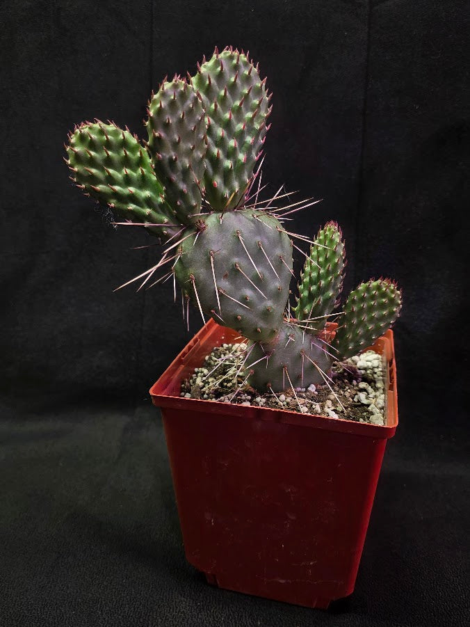 Opuntia Peach Chiffon Prickly Pear Cactus #01