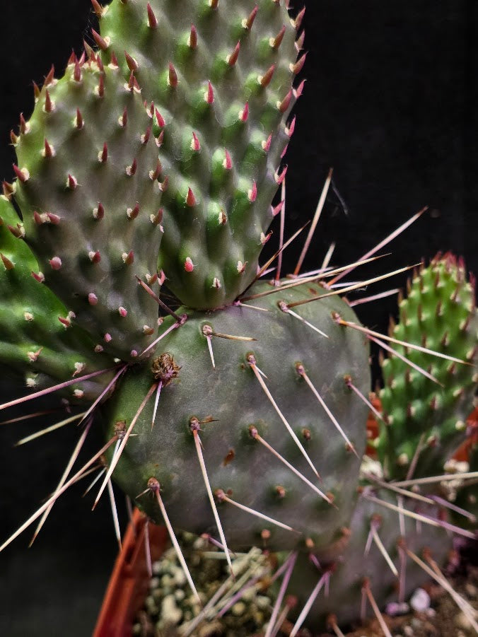 Opuntia Peach Chiffon Prickly Pear Cactus #01