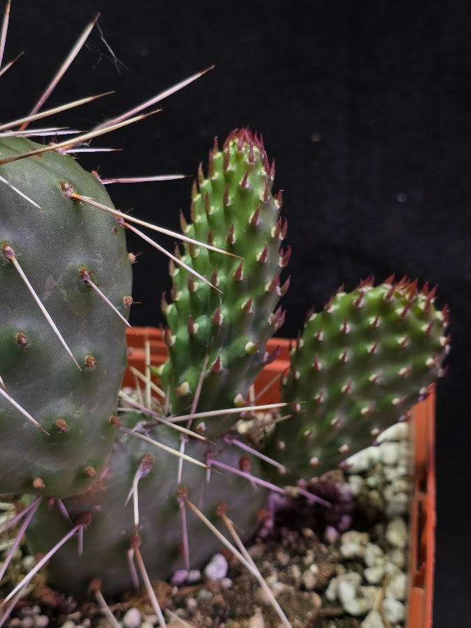 Opuntia Peach Chiffon Prickly Pear Cactus #01