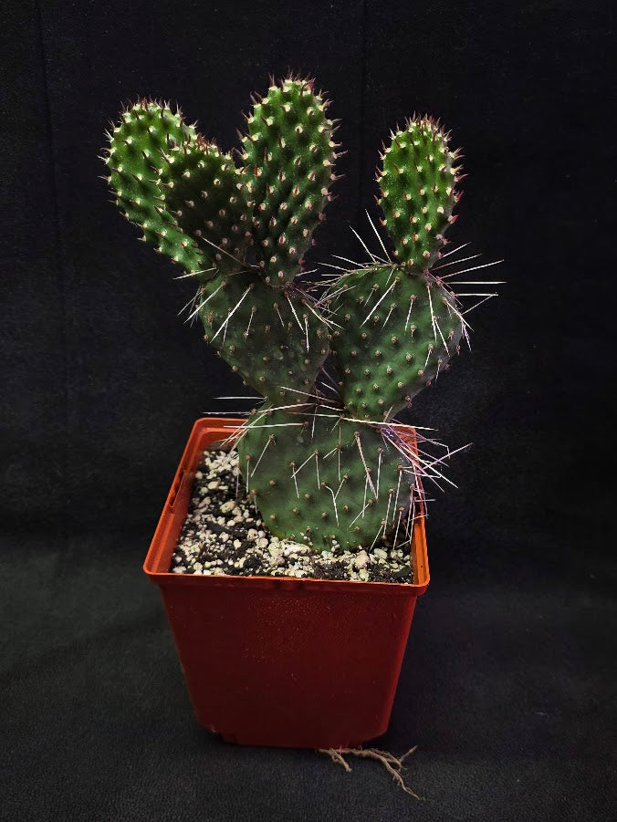 Oranges And Lemons Prickly Pear Cactus #01