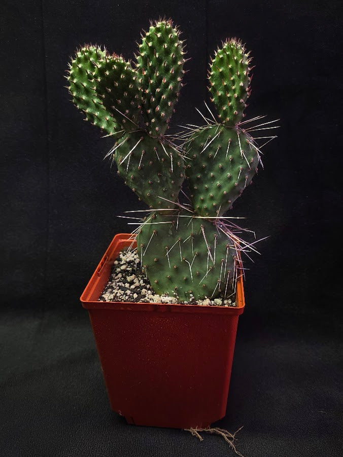 Oranges And Lemons Prickly Pear Cactus #01