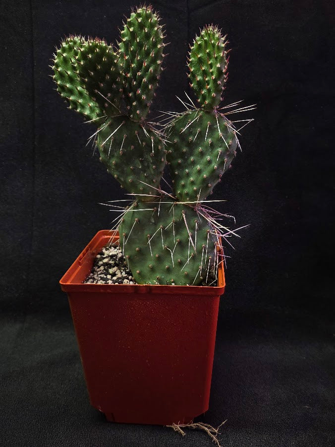 Oranges And Lemons Prickly Pear Cactus #01