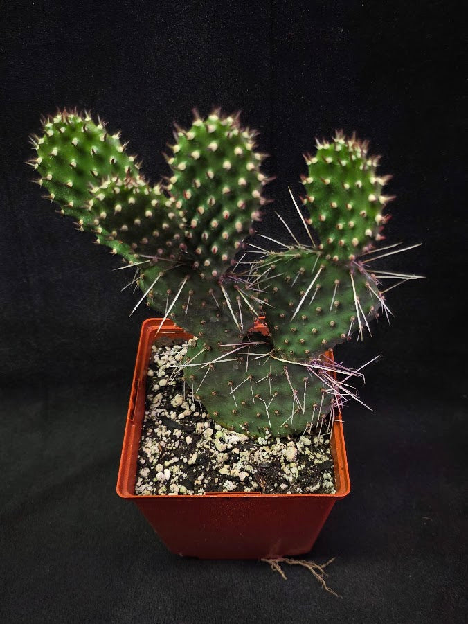 Oranges And Lemons Prickly Pear Cactus #01