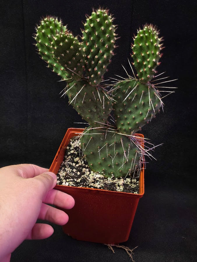 Oranges And Lemons Prickly Pear Cactus #01