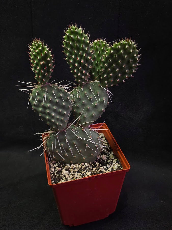 Oranges And Lemons Prickly Pear Cactus #01
