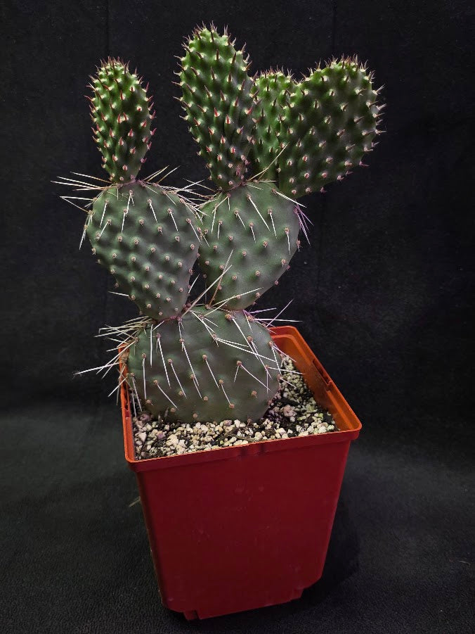 Oranges And Lemons Prickly Pear Cactus #01