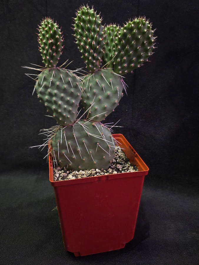 Oranges And Lemons Prickly Pear Cactus #01