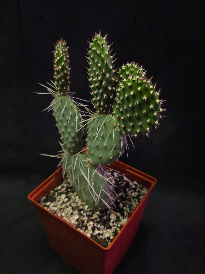 Oranges And Lemons Prickly Pear Cactus #01