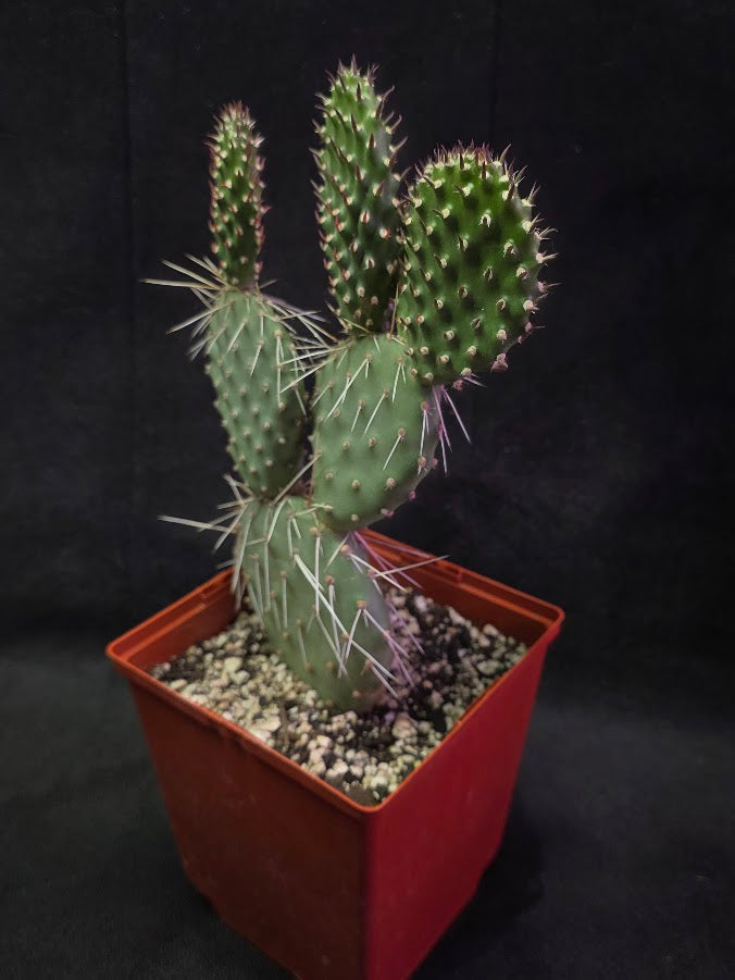 Oranges And Lemons Prickly Pear Cactus #01