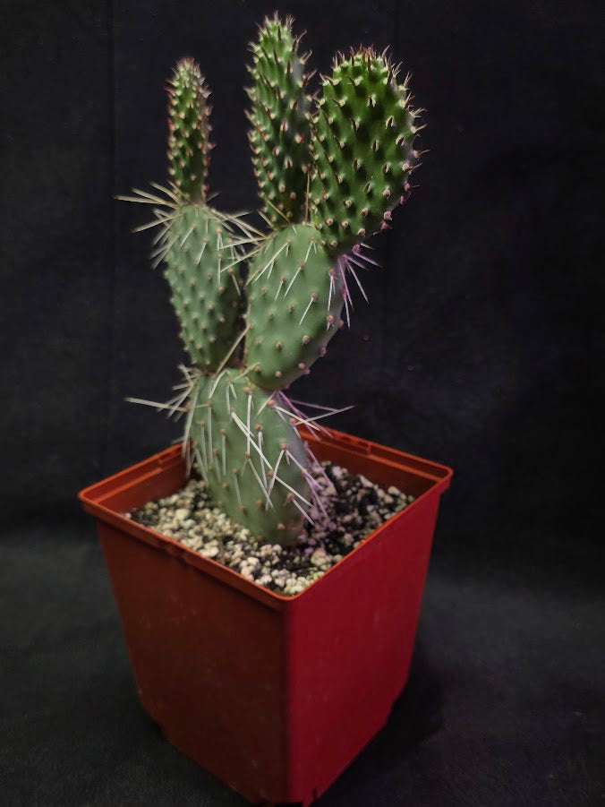 Oranges And Lemons Prickly Pear Cactus #01