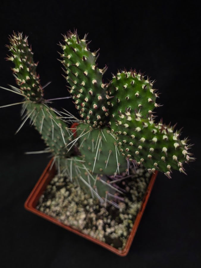 Oranges And Lemons Prickly Pear Cactus #01