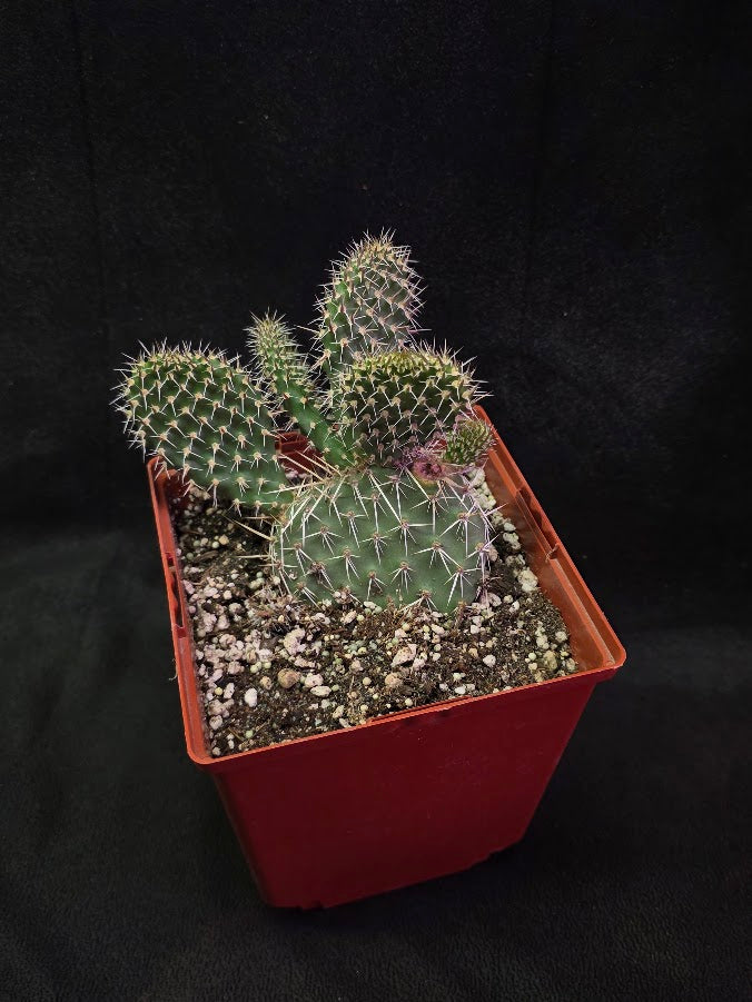 Plains Prickly Pear Cactus #02