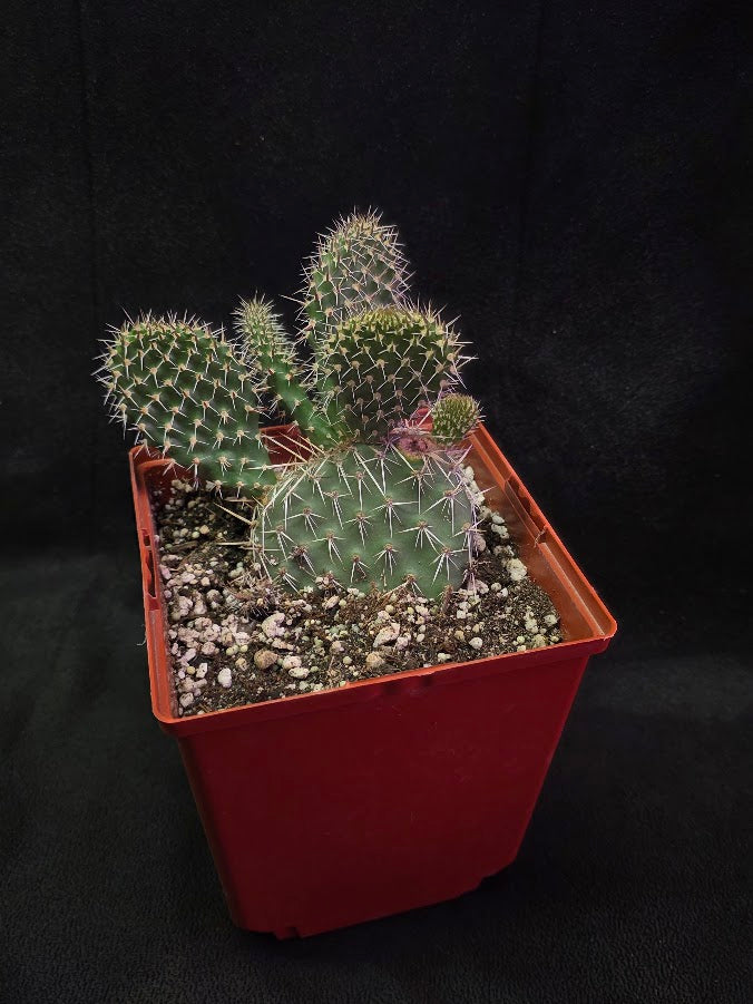 Plains Prickly Pear Cactus #02