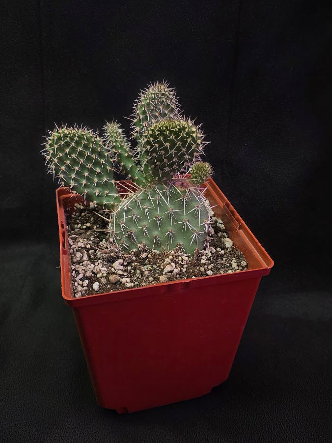 Plains Prickly Pear Cactus #02