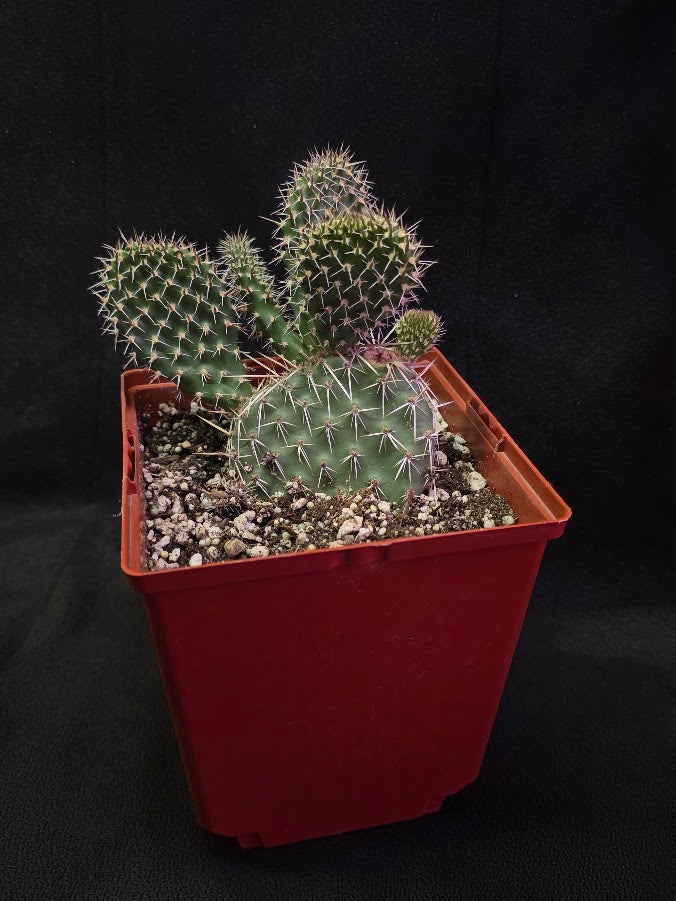 Plains Prickly Pear Cactus #02