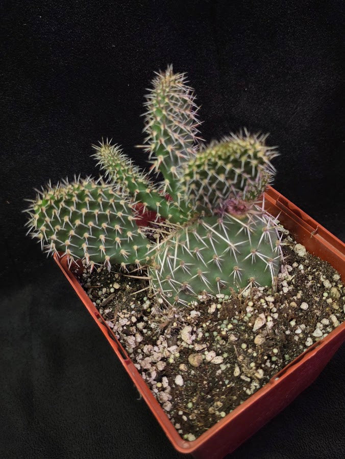 Plains Prickly Pear Cactus #02