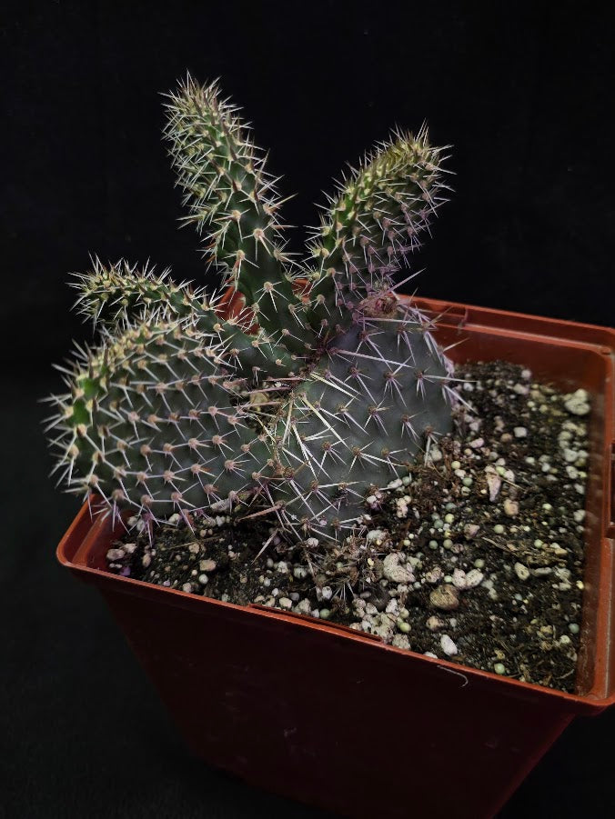 Plains Prickly Pear Cactus #02