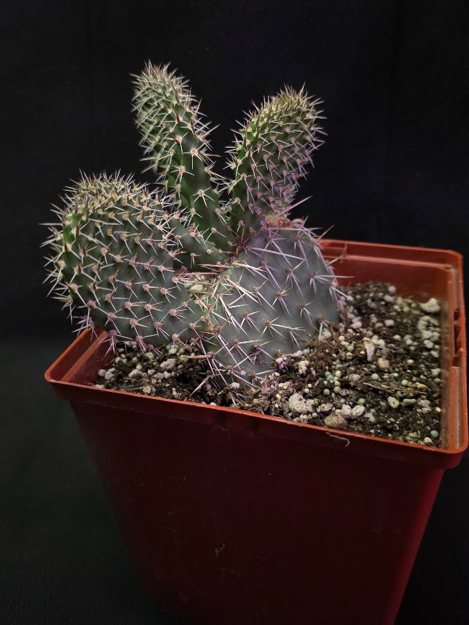 Plains Prickly Pear Cactus #02