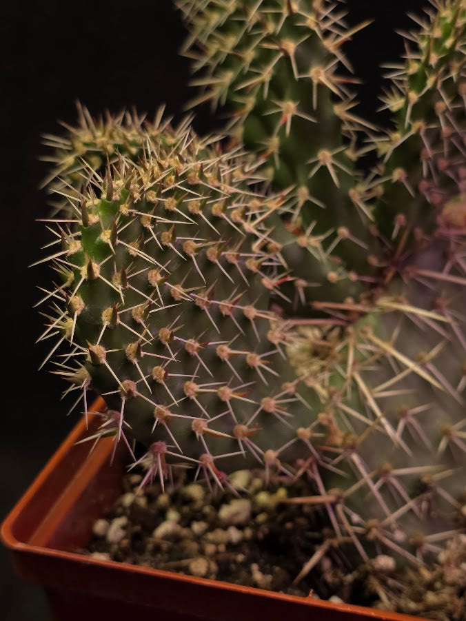 Plains Prickly Pear Cactus #02
