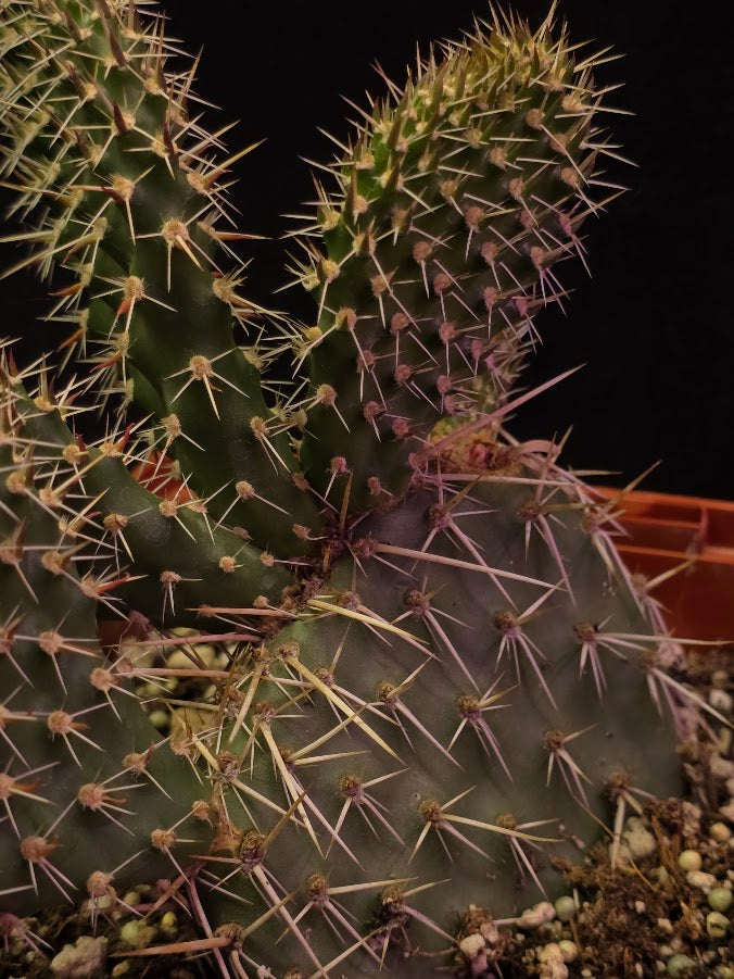 Plains Prickly Pear Cactus #02