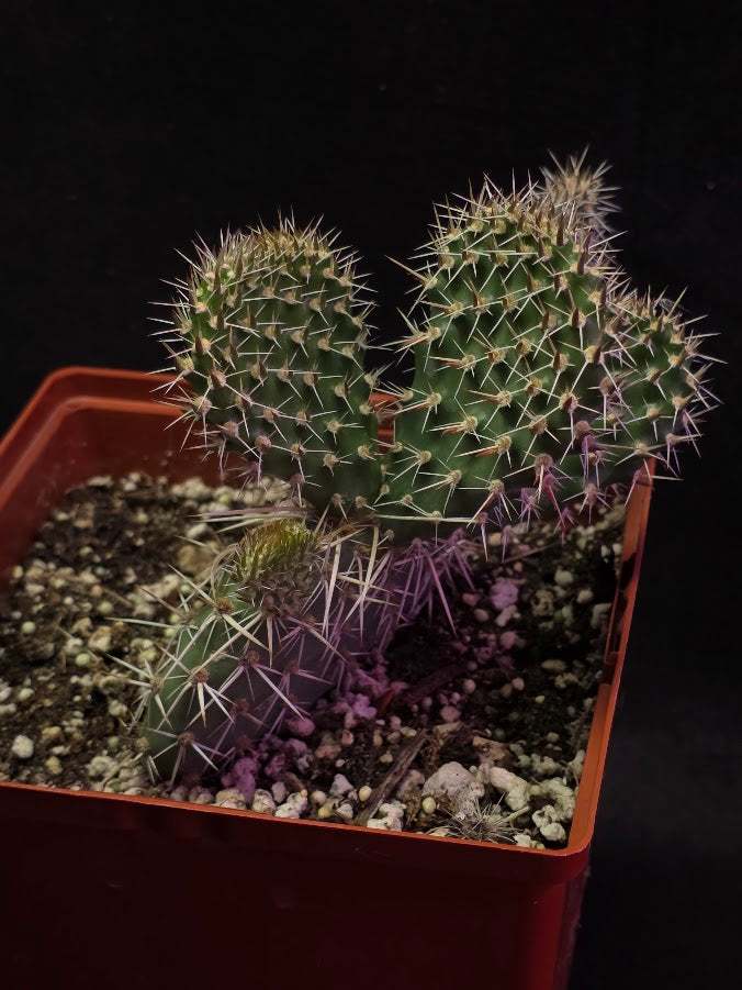 Plains Prickly Pear Cactus #02