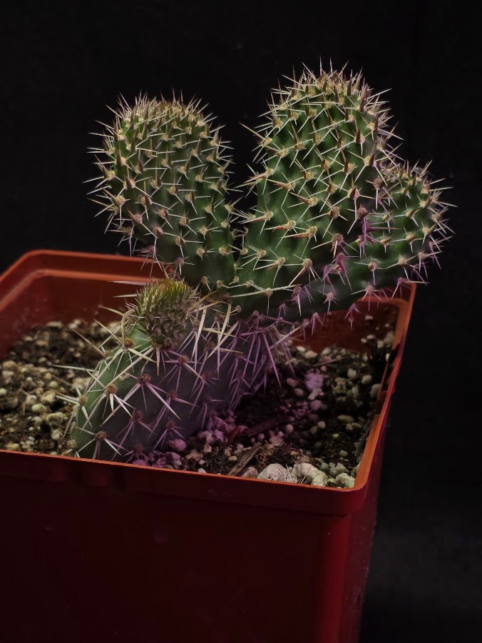 Plains Prickly Pear Cactus #02