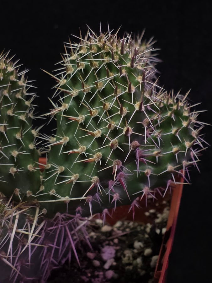Plains Prickly Pear Cactus #02