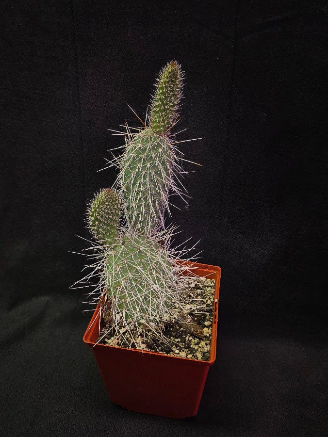 Taylor's Prickly Pear Cactus #01