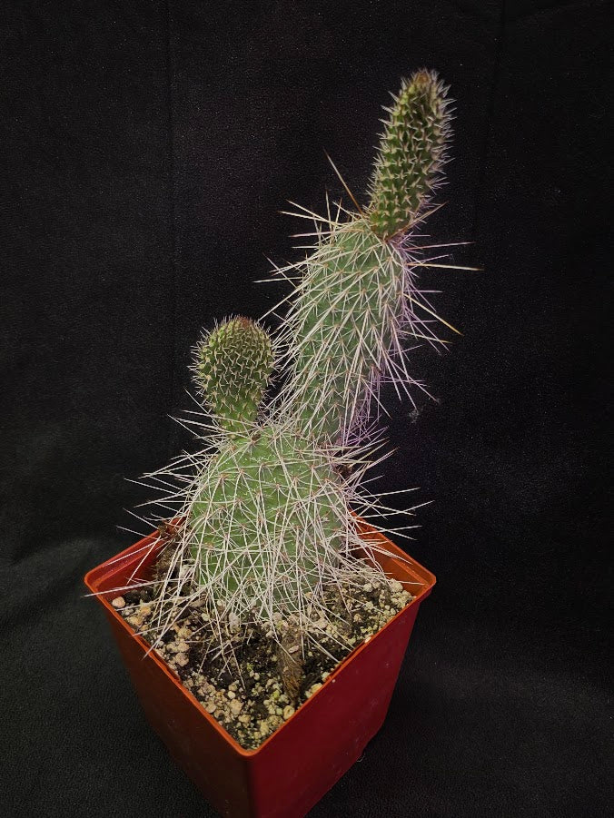 Taylor's Prickly Pear Cactus #01