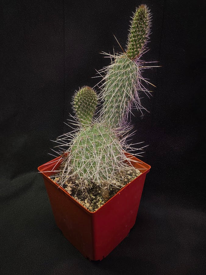 Taylor's Prickly Pear Cactus #01