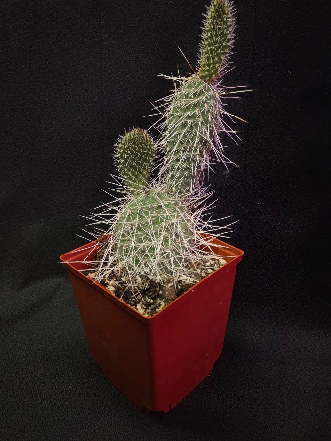 Taylor's Prickly Pear Cactus #01