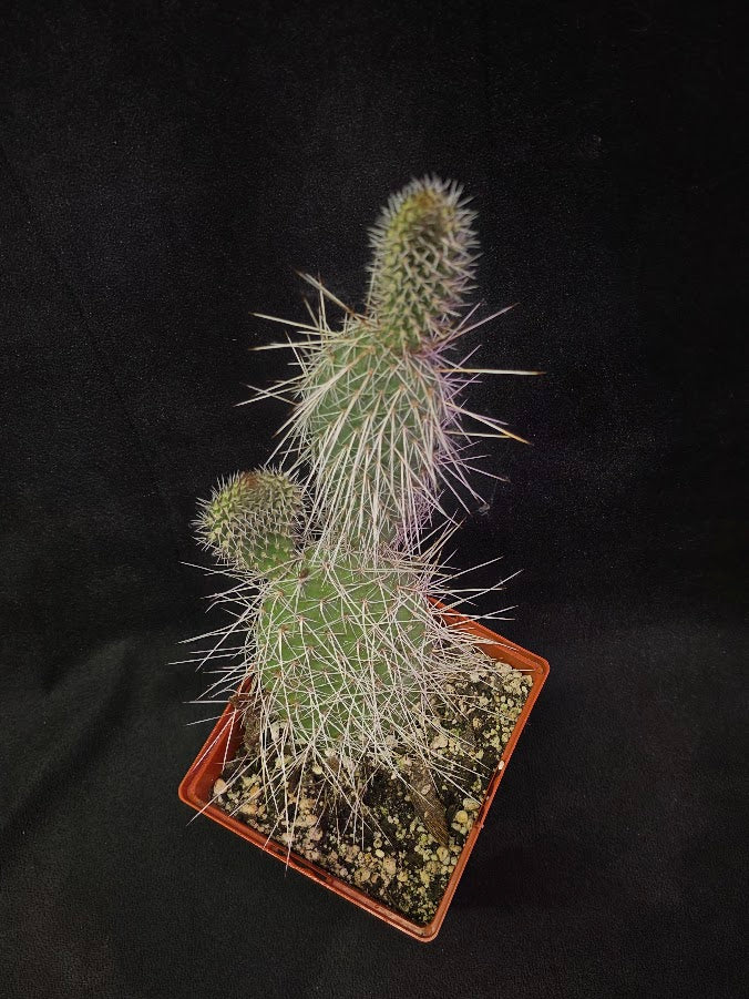 Taylor's Prickly Pear Cactus #01