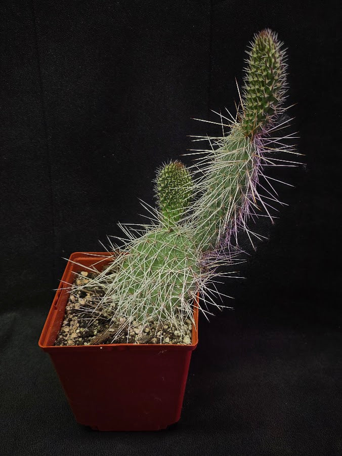 Taylor's Prickly Pear Cactus #01
