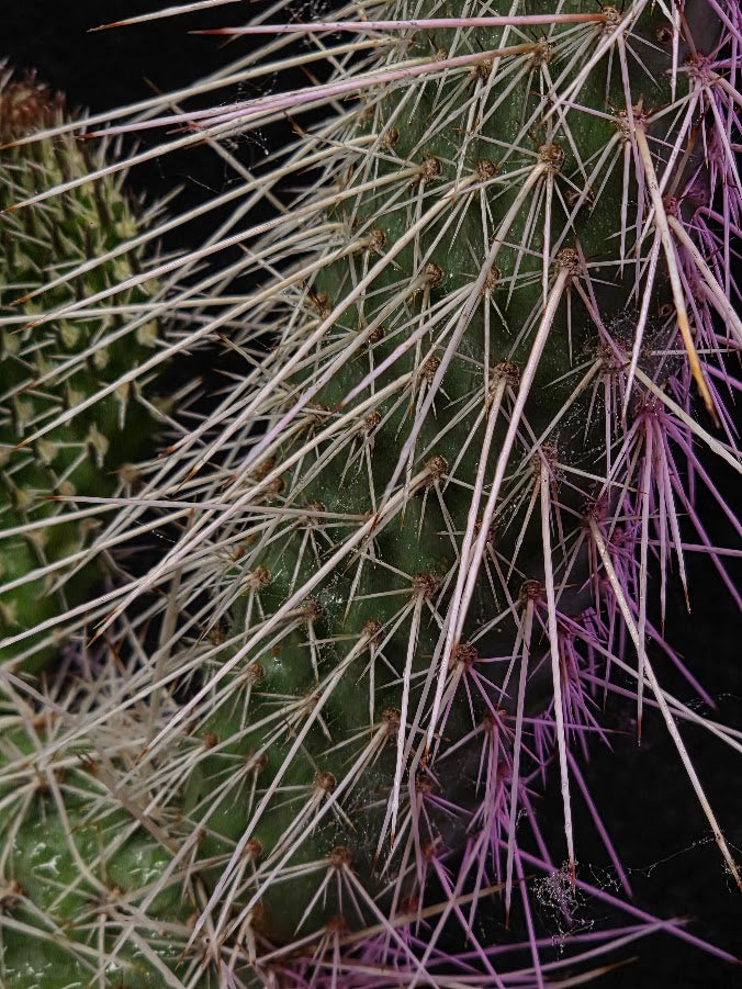 Taylor's Prickly Pear Cactus #01